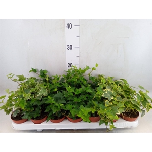 Hedera   ...mix
