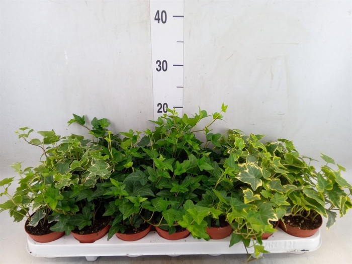 <h4>Hedera   ...mix</h4>