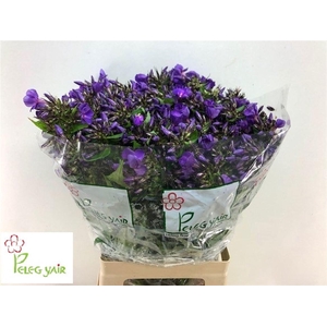 PHLOX P VAN GOGH