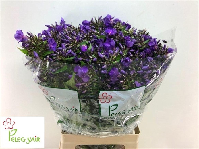 <h4>PHLOX P VAN GOGH</h4>