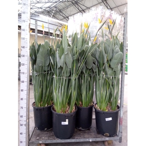 Strelitzia reg.