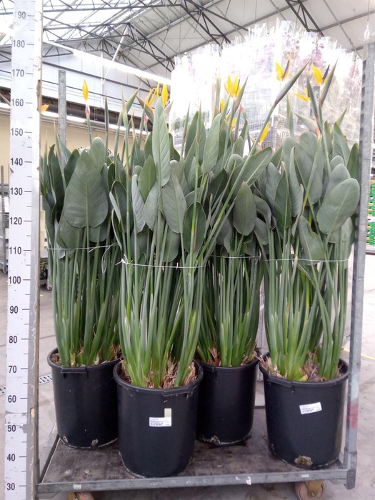 <h4>Strelitzia reg.</h4>