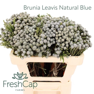 Brunia laevis