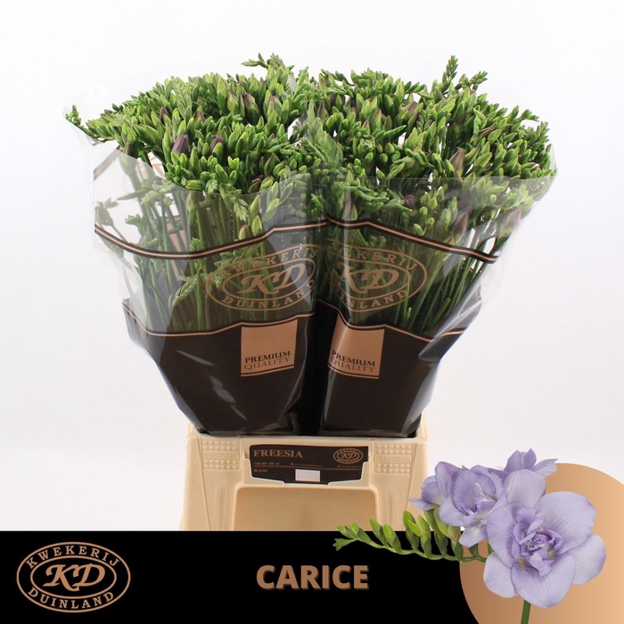 <h4>FR DU CARICE</h4>