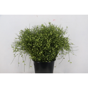 GINSTER BERRY GREEN 400GR