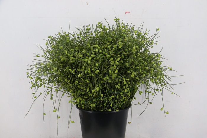 <h4>GINSTER BERRY GREEN 400GR</h4>