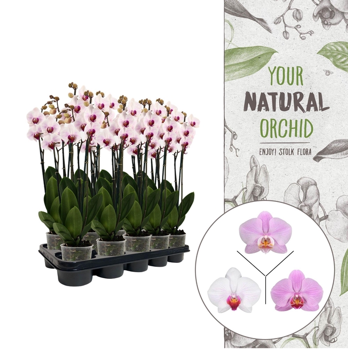 <h4>Your Natural Orchid | Pink | Phalaenopsis 3 spike</h4>
