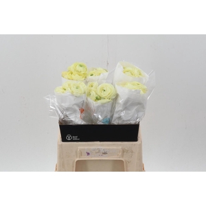 Ran Cream Ecu 40cm