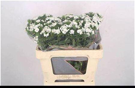 <h4>Di Barb Breanthus Duke White</h4>