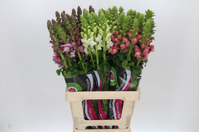 <h4>Antirrhinum Potomac Unicolor Mix</h4>