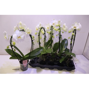 arr8 Phal An Glasgow Mirror