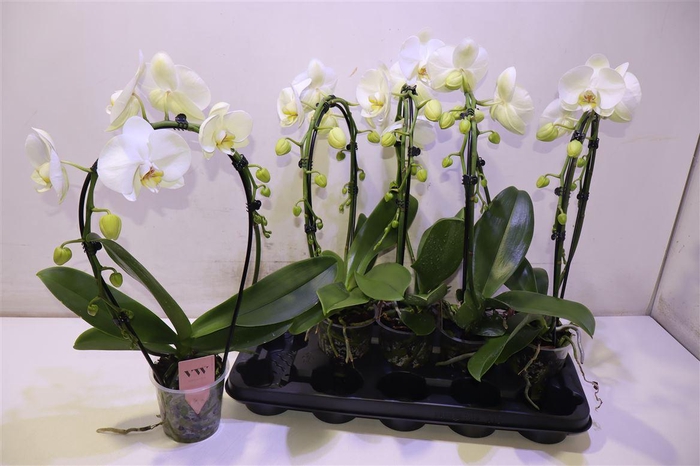 <h4>arr8 Phal An Glasgow Mirror</h4>