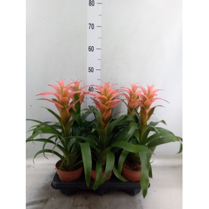 Guzmania  'Melissa'