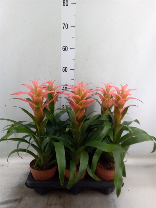 <h4>Guzmania  'Melissa'</h4>