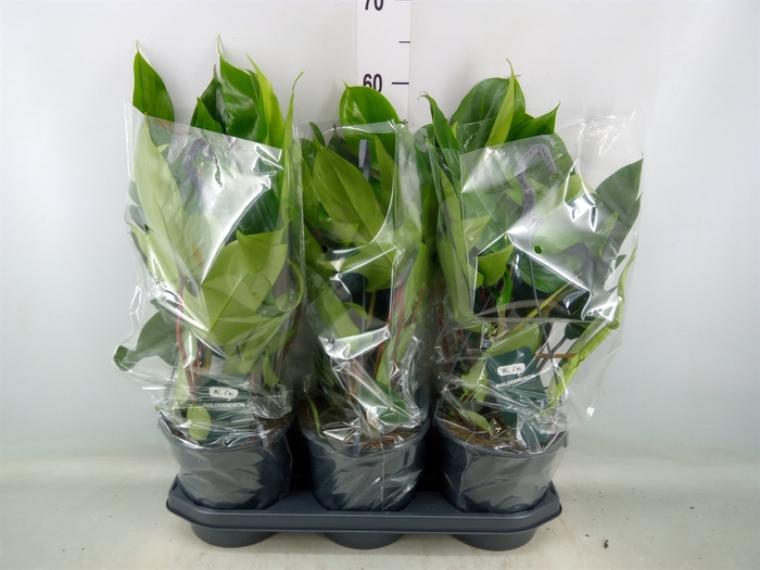 <h4>Philodendron  'Green Beauty'</h4>