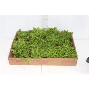 SAMAMBAIA DALLAS MINI C13