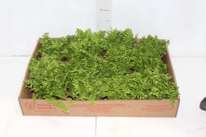 <h4>SAMAMBAIA DALLAS MINI C13</h4>