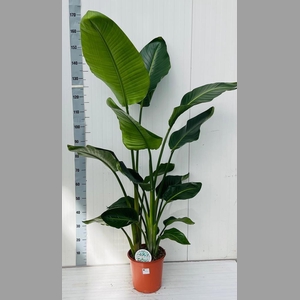 STRELITZIA NICOLAI