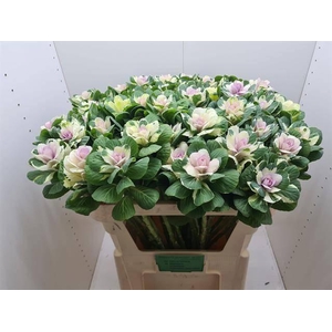 BRASS EMPIRE ALEXAND