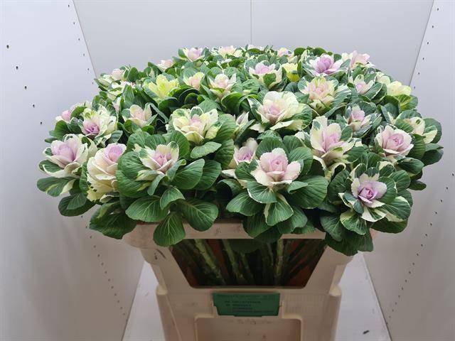 <h4>BRASS EMPIRE ALEXAND</h4>