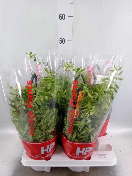<h4>Aeschynanthus  'Japhrolepis'</h4>