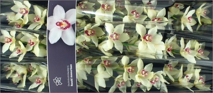 <h4>Cymbidium Ivory</h4>