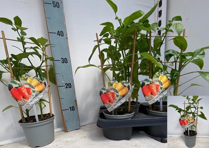 <h4>PAPRIKA PLANTEN</h4>