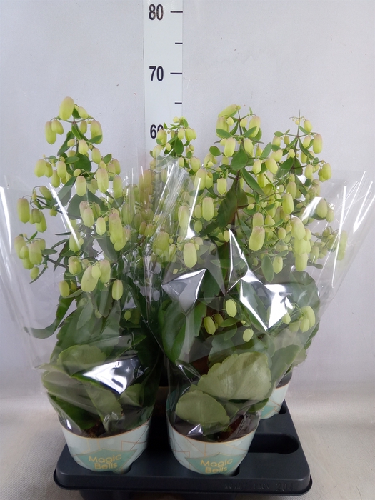 <h4>Kalanchoe  'Magic Bell'</h4>