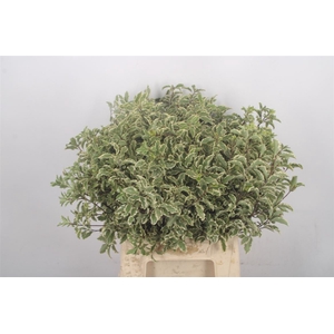 Pitto Ralphi Variegato Per Bunch