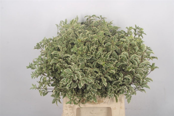 <h4>Pitto Ralphi Variegato Per Bunch</h4>