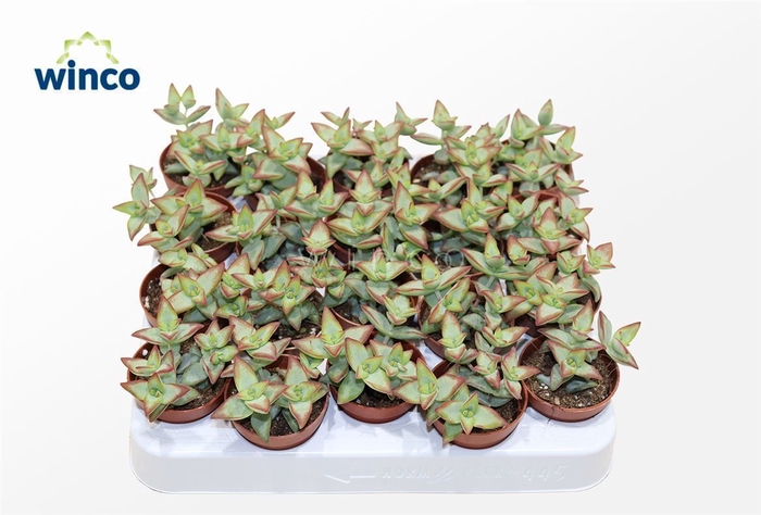 <h4>Crassula Perforata Hoshiotome</h4>