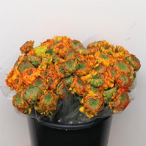 Ran Ponpon Merlino Orange Extra