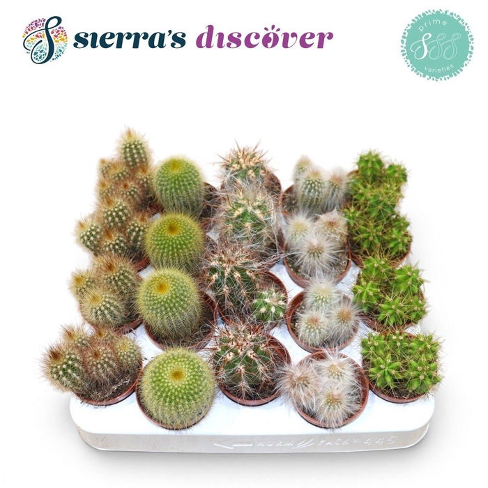 <h4>CACTUS GEM</h4>