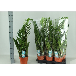 ZAMIO ZAMIIFOLIA