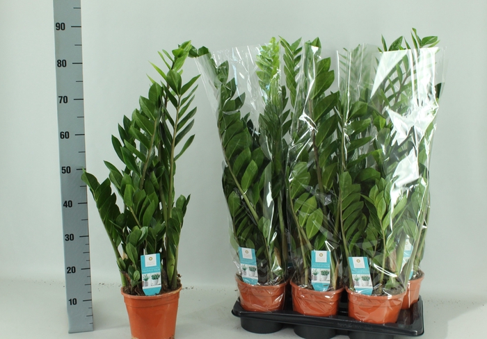 <h4>ZAMIO ZAMIIFOLIA</h4>