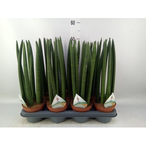 Sansevieria cyl.  ...