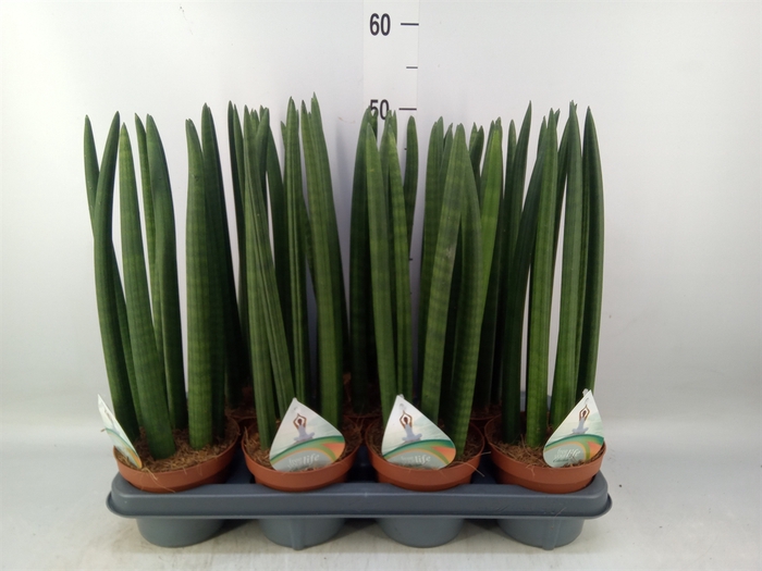 <h4>Sansevieria cyl.  ...</h4>