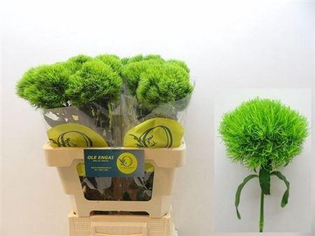 <h4>Di Barb Kiwi Mellow</h4>