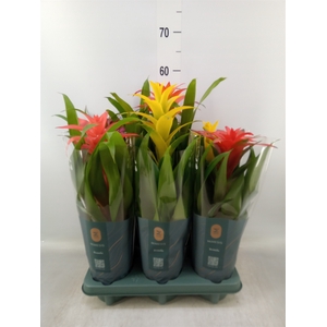 Guzmania   ...mix