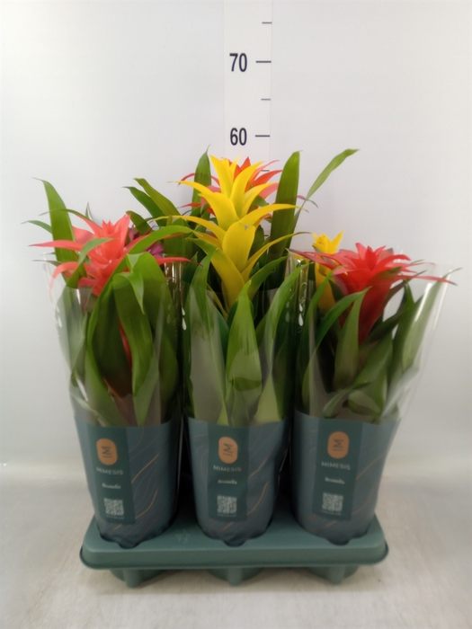 <h4>Guzmania   ...mix</h4>