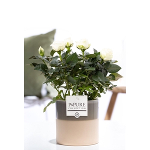 Rosa white in P&PURE Tess 2 ceramics green