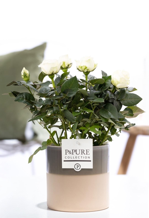 <h4>Rosa white in P&PURE Tess 2 ceramics green</h4>