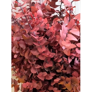 GESTABILISEERD EUC STUARTIANA CERISE