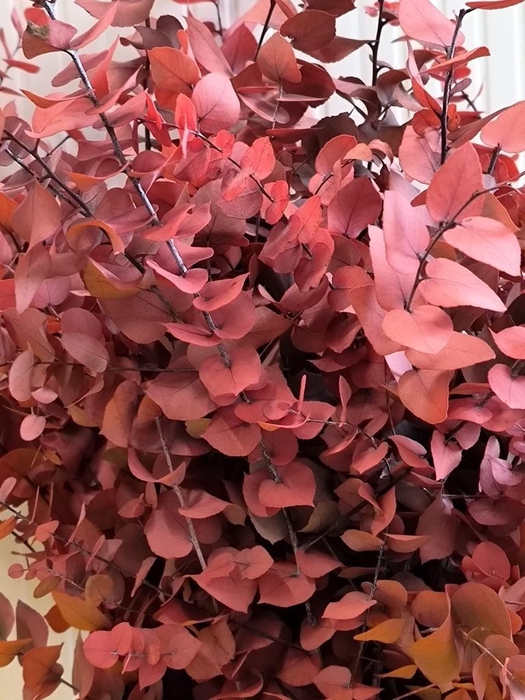 <h4>GESTABILISEERD EUC STUARTIANA CERISE</h4>