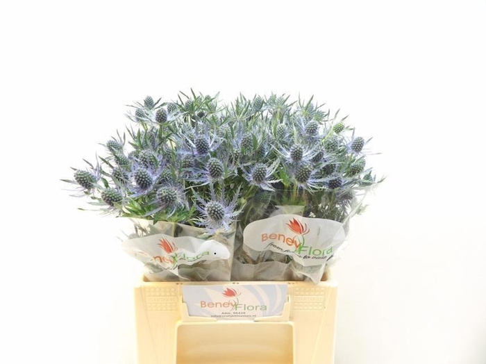 <h4>ERYN MAG BLUE LAGOON</h4>
