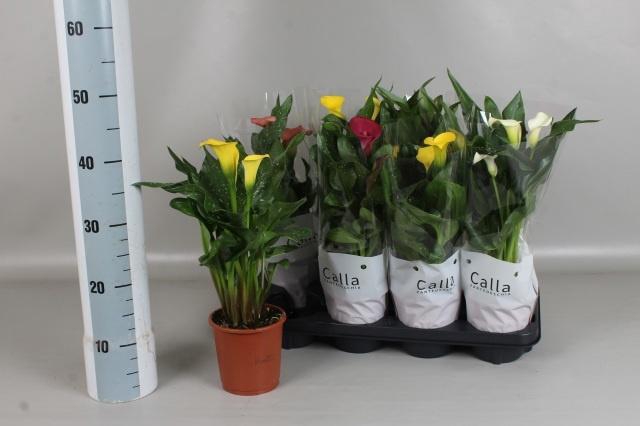 <h4>ZANT GEM 6 KL</h4>