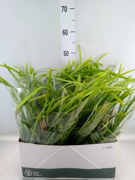 <h4>Rhipsalis   ...</h4>