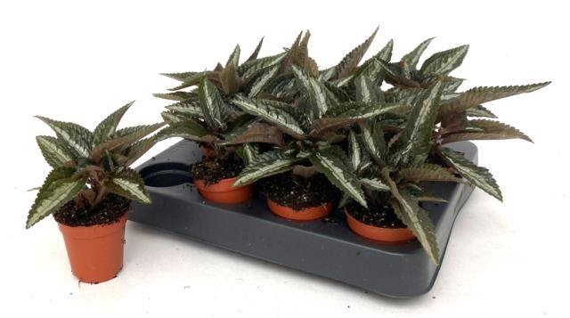 <h4>PILEA OV</h4>