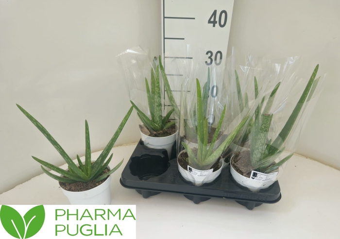 <h4>ALOE VERA</h4>