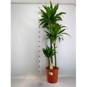 Dracaena frag. 'Janet Craig'